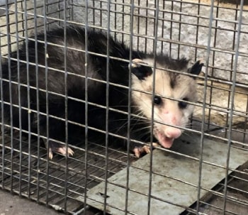 Commercial Possum Removal canberra