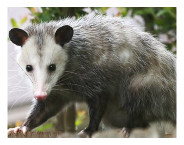 possum inspection specialist in canberra