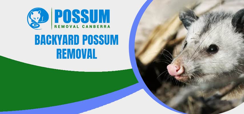 Backyard Possum Removal