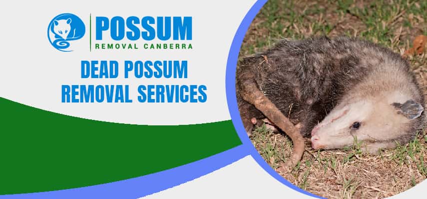 Dead Possum Removal Services