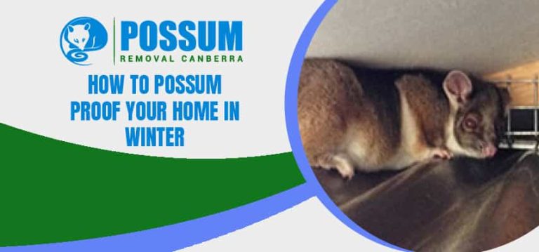 Possum Proof Your Home In Winter