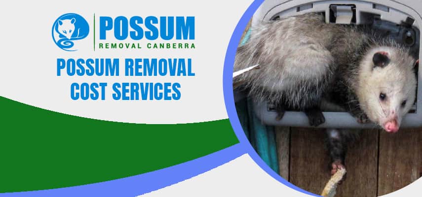 Possum Removal Cost Service