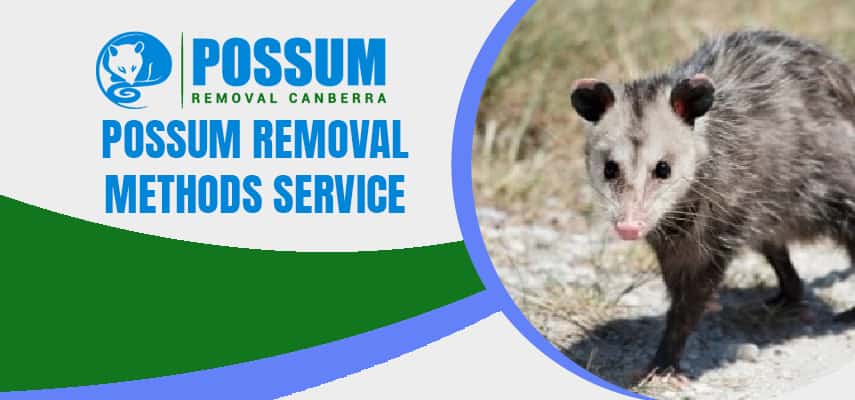 Possum Removal Methods We Use Humane Methods