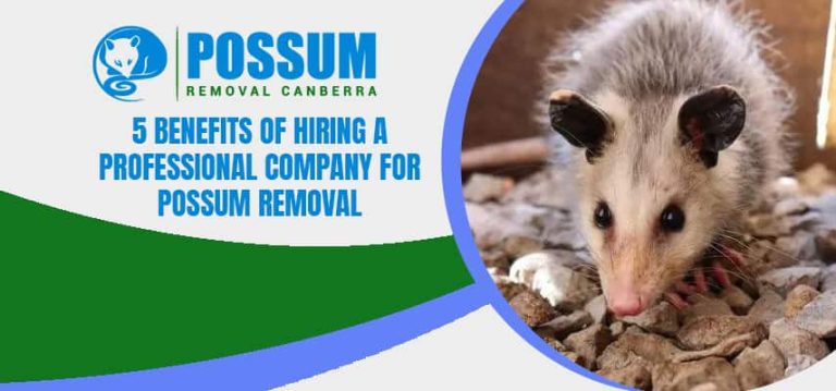 Professional Company For Possum Removal