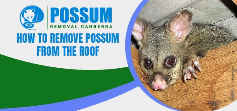 Remove Possum From The Roof