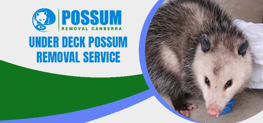 Under Deck Possum Removal in Canberra