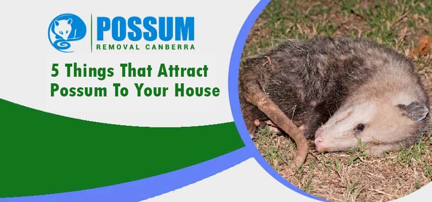 5 Things That Attract Possum To Your House