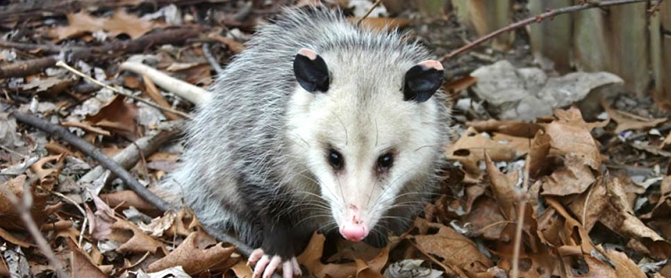 Here Are 8 Ways To Get Rid Of Possums