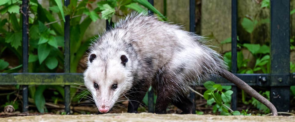 The Dangers Of Leaving Possums In Your Walls Structural Damage And Health Risks