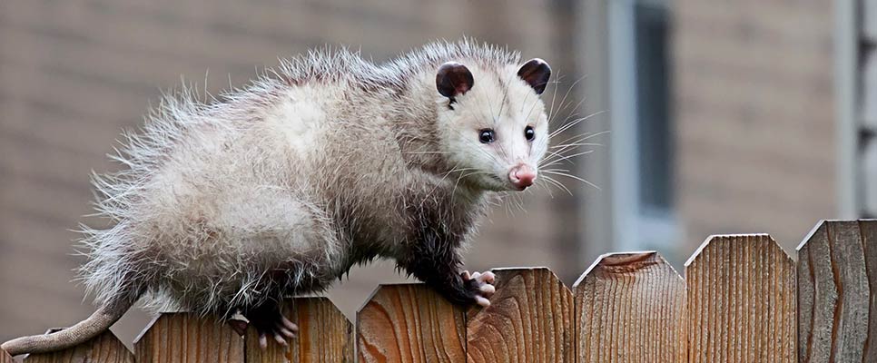 What is the best bait to trap a possum?