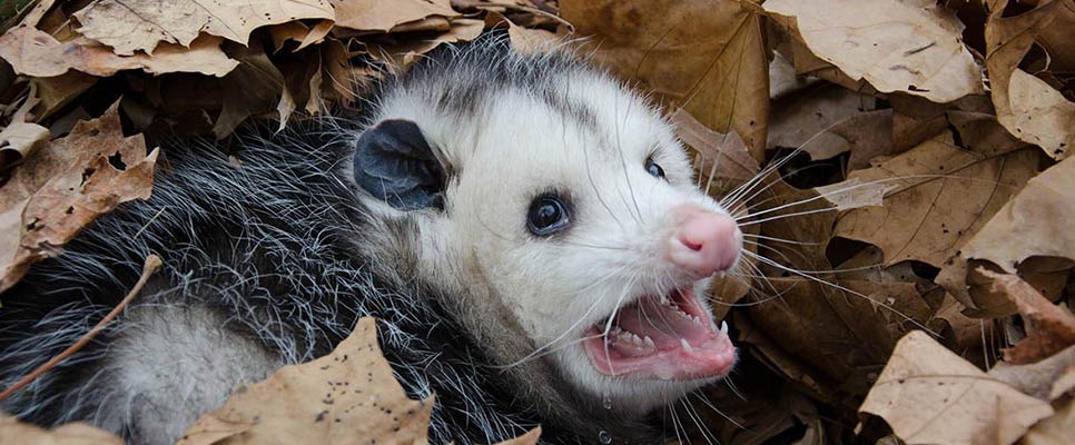 Possum removal shop